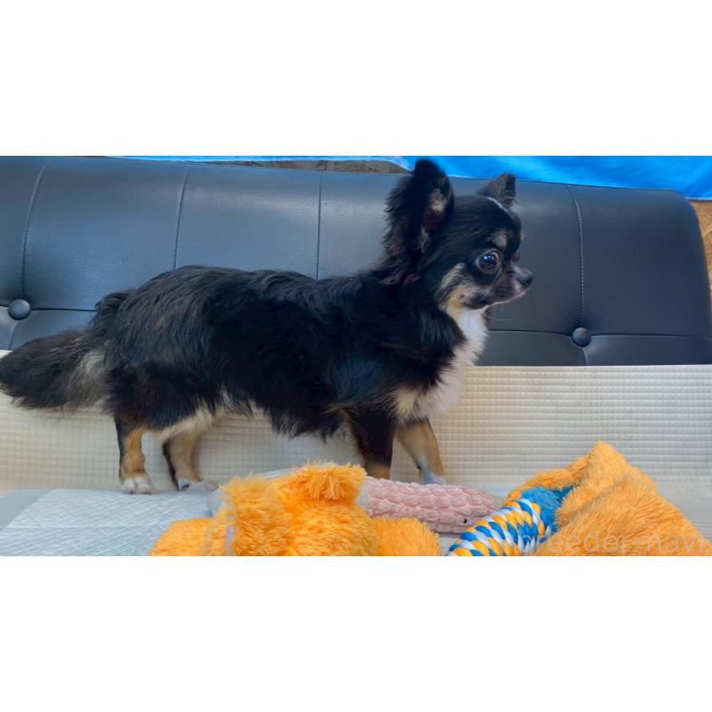 成約済の兵庫県のチワワ(ロングコート)-378076の2枚目